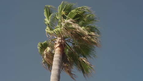 Palm-tree-on-a-windy-day-in-slow-motion