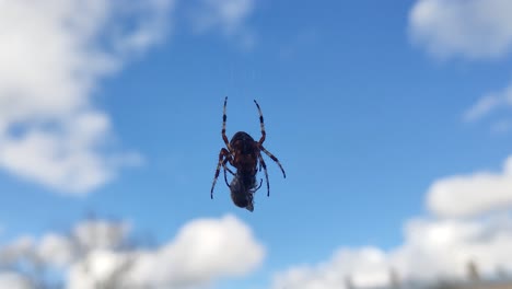 Spider-Eats-Wasp-Caught-in-Its-Web-Against-a-Blue-Sky