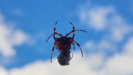 Spider-Eats-Wasp-Caught-in-Its-Web-Against-a-Blue-Sky-2