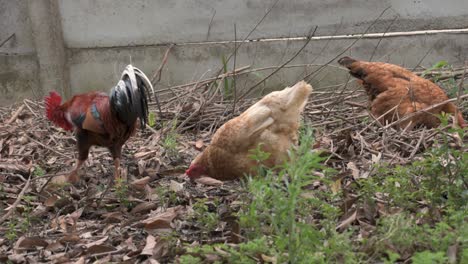 Organic-rooster-and-chickens-in-the-backyard