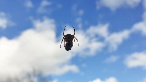 Spider-Eats-Wasp-Caught-in-Its-Web-Against-a-Blue-Sky-1