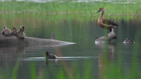 Whistling-duck---pond---water---relaxing-