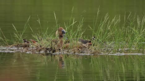 Whistling-duck-and-chicks-swimming-together-in-water-