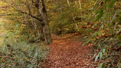 Schöne-Aussicht-Von-Den-Herbstlichen-Baumkronen-Auf-Den-Mit-Herbstlaub-Bedeckten-Fußgängerweg-Im-Park