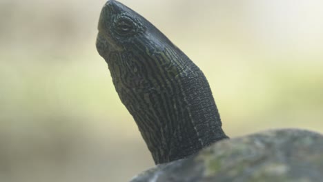 Critically-endangered-species,-extreme-close-up-shot-of-a-Chinese-stripe-necked-turtle,-mauremys-sinensis-against-blurred-background-capturing-the-details-of-its-neck