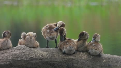 Whistling-duck---chicks---relax-