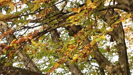 Der-Wind-Bewegt-Die-Herbstzweige-In-Den-Baumkronen,-Und-Die-Blätter-Kämpfen-Darum,-Zu-Bleiben,-Aber-Kein-Glück