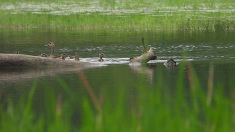 Whistling-duck---water---relax