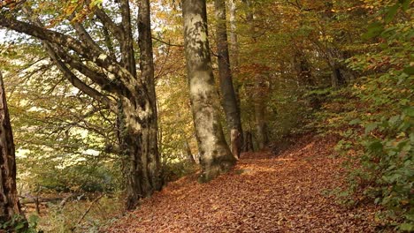 Fallende-Blätter-Im-Park,-Die-Den-Weg-Bedecken,-Den-Die-Menschen-Im-Herbst-Passieren