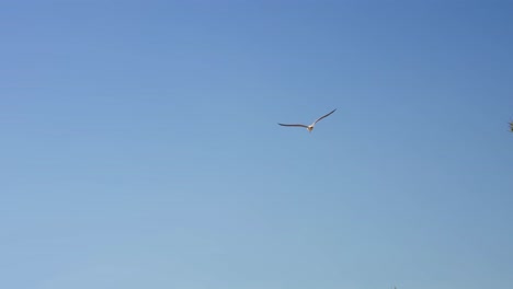 Seagull-flying-in-slow-motion