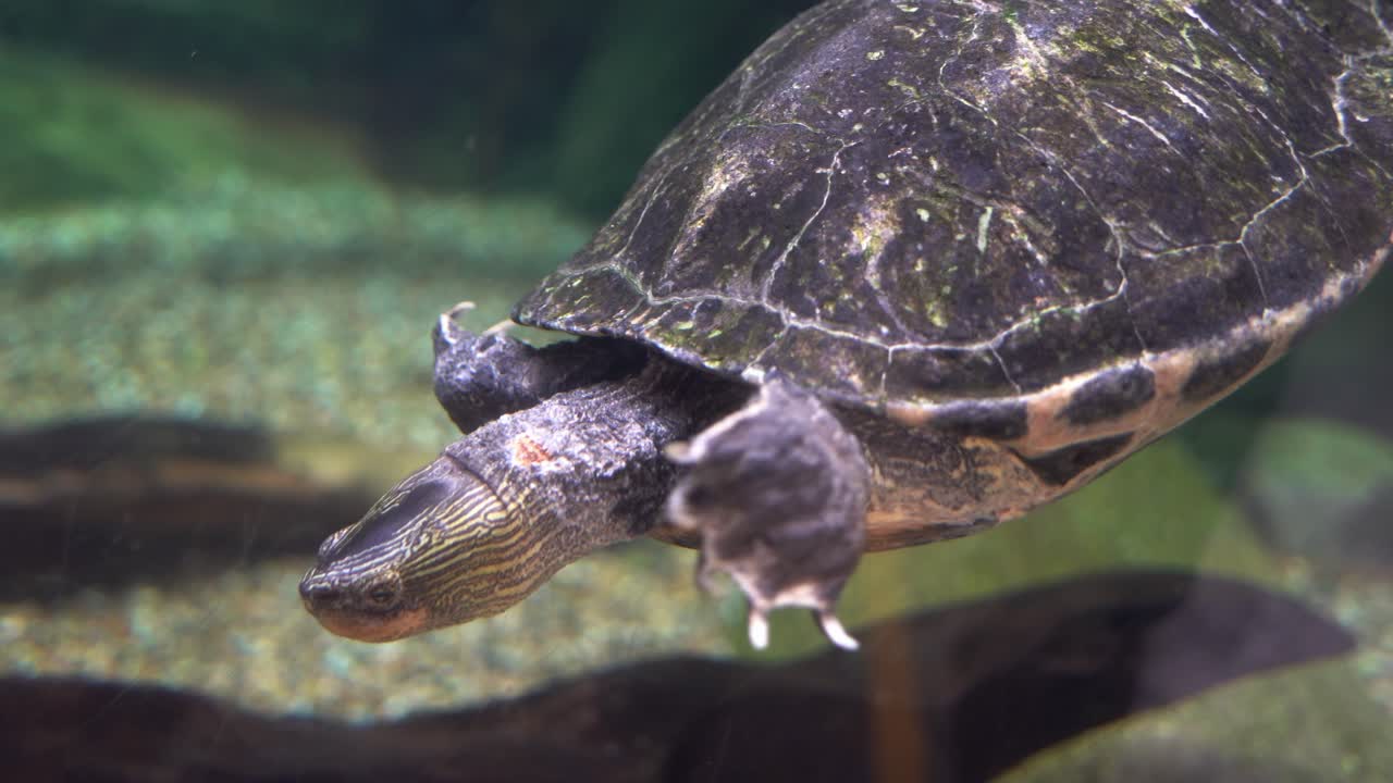Premium stock video - Freshwater turtle, chinese stripe necked turtle ...
