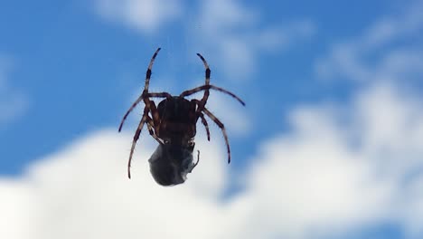 Spider-Eats-Wasp-Caught-in-Its-Web-Against-a-Blue-Sky-3