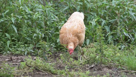 Free-range-chicken-foraging-freely-on-natural-pasture