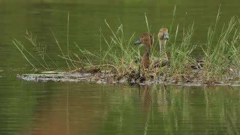 Whistling-duck---swimming---water--grass-