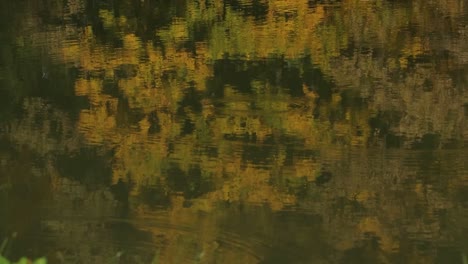 Reflection-of-lake-in-park-when-Autumn-arive