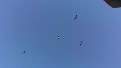 Static-shot-of-large-birds-soaring-above-a-large-boat