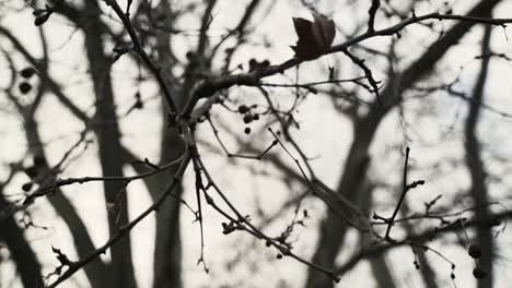 B-roll-of-bare-branches-in-tree-in-autumn-without-leafs-2