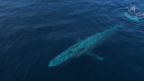 A-4k-clip-of-a-Blue-Whale-surfacing-to-spout-off-the-Orange-County-Coastline-in-California