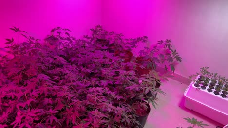 4K-Video-Eines-Raums-Voller-Cannabis-Cannabispflanzen-Im-Innenbereich,-Die-Unter-Violetten-LED-Leuchten-Wachsen
