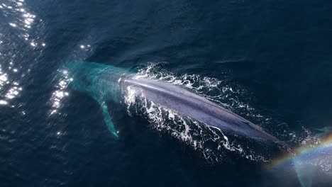 The-best-4k-drone-footage-of-a-Blue-Whale-Diving-after-a-large-breath-creating-a-colorful-rainbow-as-it-sinks-into-the-Pacific-Ocean