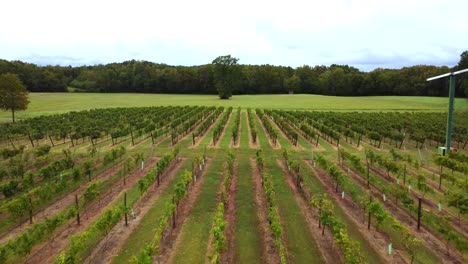 Reverse-low-Ariel-shot-of-vineyard-with-windmill-and-large-lone-tree,-Clemmons-NC