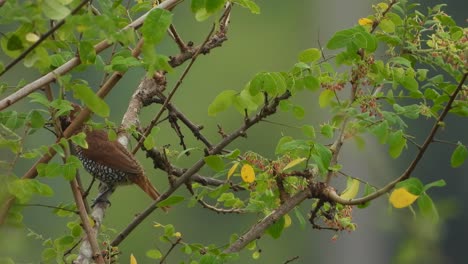 Scaly-breasted-munia-in-tree-