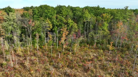 Destruction-of-forests-in-New-England