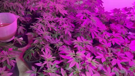 Video-Von-Cannabispflanzen,-Die-Gegossen-Werden