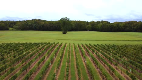 Backwards-Ariel-of-Vineyard-with-lone-tree-in-shot,-Clemmons-NC