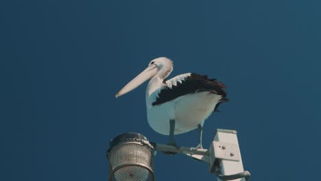 A-Pelican-sitting-on-a-light-post-in-windy-conditions-in-slow-motion