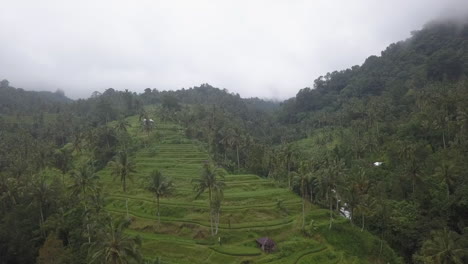 Aerial:-Steep-mountain-sides-terraced-into-jungle-rice-food-production
