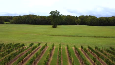 High-speed-Ariel-flyover-of-vineyard-with-large-tree-in-background-in-Clemmons-NC