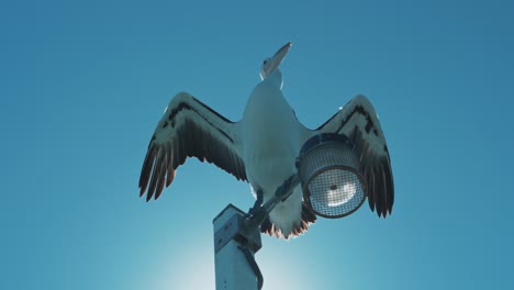 Ein-Pelikan,-Der-Auf-Einem-Lichtmast-Sitzt-Und-Seine-Flügel-Zeigt