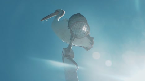 Ein-Pelikan-Schüttelt-Den-Kopf-Und-Gähnt