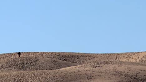 Lonely-Man's-Silhouette-Strolling-the-Dunes