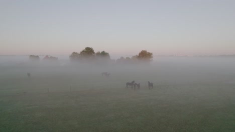 Pferde-Im-Morgennebel