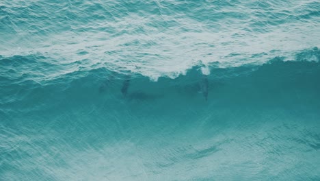 Eine-Gruppe-Delfine,-Die-Sich-In-Den-Wellen-Vergnügen,-Und-Einer-Taucht-Unter-Einem-Fass