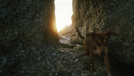 Dog-Walking-through-Rocky-Passage-at-Sunset-with-Sun-in-Background-in-4K-ProRes-422