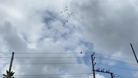 Birds-flying-against-electric-pole-wire,-cloudy-overcast-day,-static