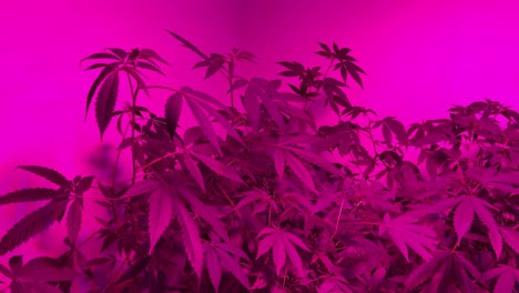Video-Von-Cannabis-Zimmerpflanzen-Unter-Violetten-LED-Leuchten