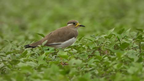 Yellow-wattled-Lapwing-in-pond-area-finding-food-