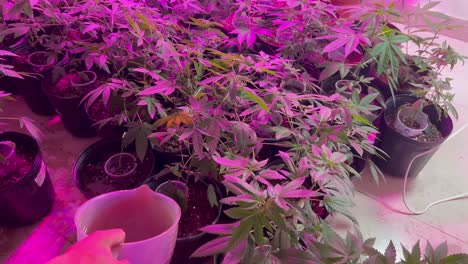 Video-of-a-hand-watering-a-weed-plant,-surrounded-by-many-more-indoor-cannabis-plants-all-under-purple-LED-lights