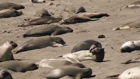 Seals-being-playful-on-local-beach