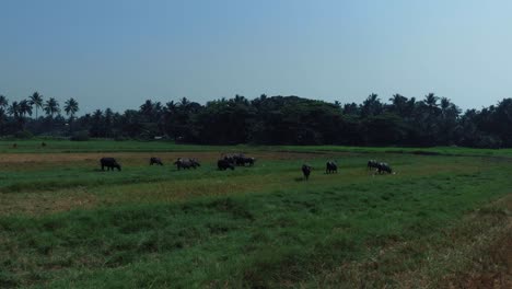A-panoramic-Drone-shot-flying-around-a-green-and-yellow-field-with-bulls-and-cows-eating-grass-and-a-tropical-forest-around,-blue-sky-and-white-birds