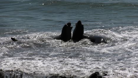 Elephant-Seals-playing-in-the-water