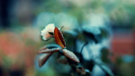 Rose-bud-and-leaves-waving-in-the-wind-during-rain-with-shallow-depth-of-field
