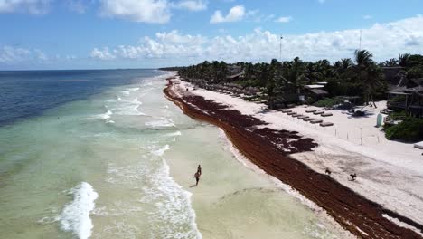 Few-tourists-walk-on-an-empty-white-sand-tropical-beach-in-Tulum-Mexico-covered-in-Sargassum-on-a-beautiful-sunny-day,-aerial