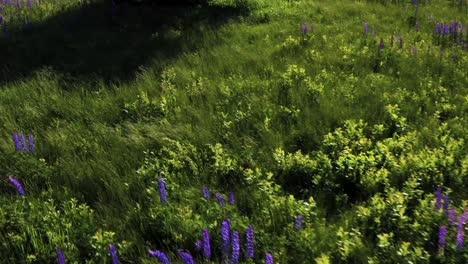 Schöne-Lupinenblumen-Mit-Windigem-Gras