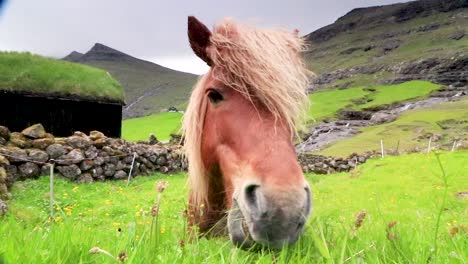 Horse-in-Saksun-village-in-Faroe-Islands,-Denmark