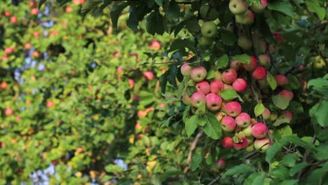 Abundancia-De-Manzanas-Rojas-Deliciosas-En-Las-Ramas